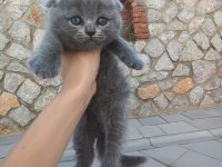 Full orjinal isteyenlere