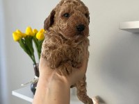 Toy poodle bebek köpekler