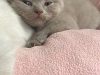 Ayı Surat Scottish Fold Bebekler