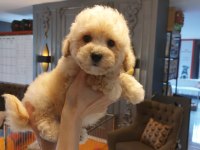Akıllı ve Tüy Dökmeyen Karakteriyle Maltipoo Yavrusu