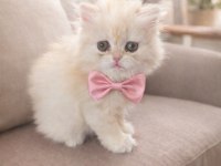 2 Aylık Dişi British Longhair Yavru Oyuncu Ve Sağlıklı