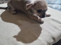 Yavru chihuahua köpeklerinin sahiplendirmek