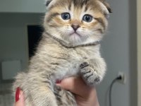 Scottish Fold Dişi Yavru Sahiplendirilecek