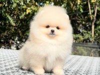 Irkının En Güzel Yavrusu 2.5 Aylık Pomeranian Boo