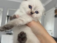 Dişi SCOTTİSH 2 aylık Mavi göz Kırık kulak
