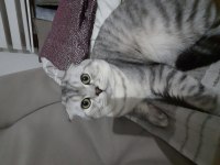 Scottish fold paşamıza yeni yuva arıyoruz
