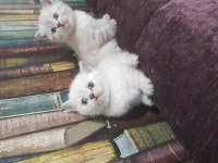 British shorthair blue point