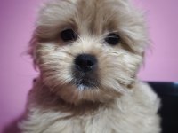 Yavru köpeklerimiz
