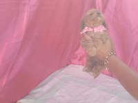 POODLE KALİTESİNDE CAVAPOO YAVRULARIMIZ