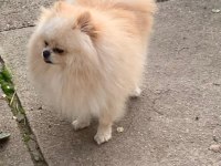Pomeranian baby face