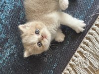 Harika Bir Çocuk Kedimiz