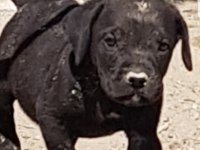 Safkan blue siyah erkek cane corso