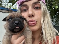 Üst Kalite Cane Corso Yavruları