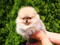 TEACUP ERKEK ORANGE POMERANİAN