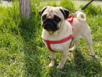 Pug mops 2 yaşında