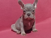 Ankara French Bulldog