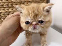 Şecereli Exotic Shorthair Bebekler
