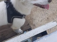 Çipli eğitimli tonya fino sahiplendirme