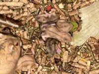 Hamster İstanbul / Göktürk