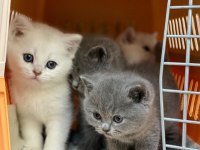British Shorthair Yavruları