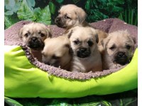 PUG MOPS MAL BEBEKLER