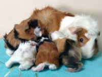 Guineapig Yavrular Aynı Gün Set Halinde Teslim Edilir