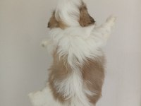 Shih-tzu yavrular