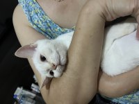 British shorthair beyaz yavrumuz