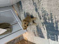 4 aylık erkek maltipoo