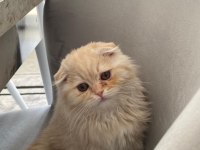 Sakin iyi huylu aşıları tam 3 aylık yavru british longhair