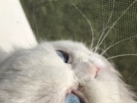 Chinchilla Kedim