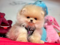 Sevimli Pomeranian Boo Yavrularımız
