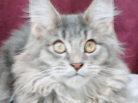 Maine coon yavrular