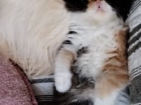 MİNİK CHİNCHİLLA KIZIMIZA YENİ YUVA