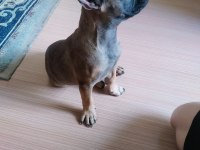 3 aylık Akıllı orijinal french Bulldog ankara