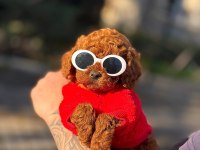Toy Poodle Garantili Bebekler