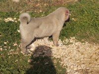 Orijinal kangal yavrusu dişi