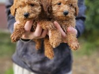 POODLE BEBEK KÖPEKLERİMİZ