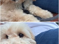 4 aylık golden doodle eğitimli uysal