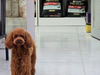 Toy Poodle Yavrularımız Ömürlük Aileleri Bekliyor