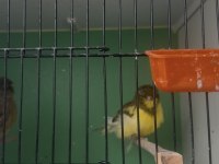 Norwich 2 dişi ve 1 erkek kanarya sahiplendirme