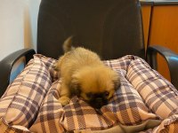Emperyal Pekingesse
