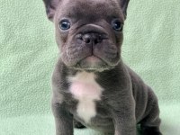 FRENCH BULLDOG YAVRULARI