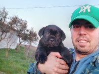 ŞECERELİ CANE CORSO YAVRULARI
