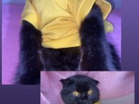 Ücretli scottish fold sahiplendirme