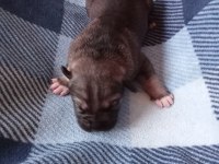 Anne Tiger Baba Siyah 7 Adet Yavru Cane Corso