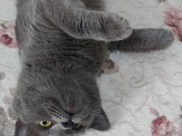 British shorthair Miya 1 yaşında tüm aşıları yapıldı