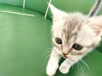 Sağlıklı british shorthair yavrular