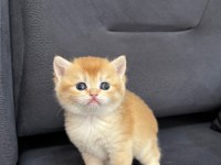 British Shorthair Golden Ny 12