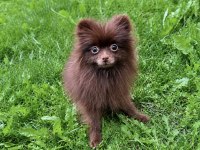 En Uygun Pomeranian Dişi